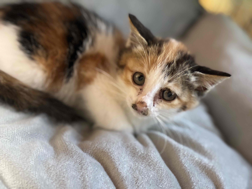 かわいい三毛の子猫