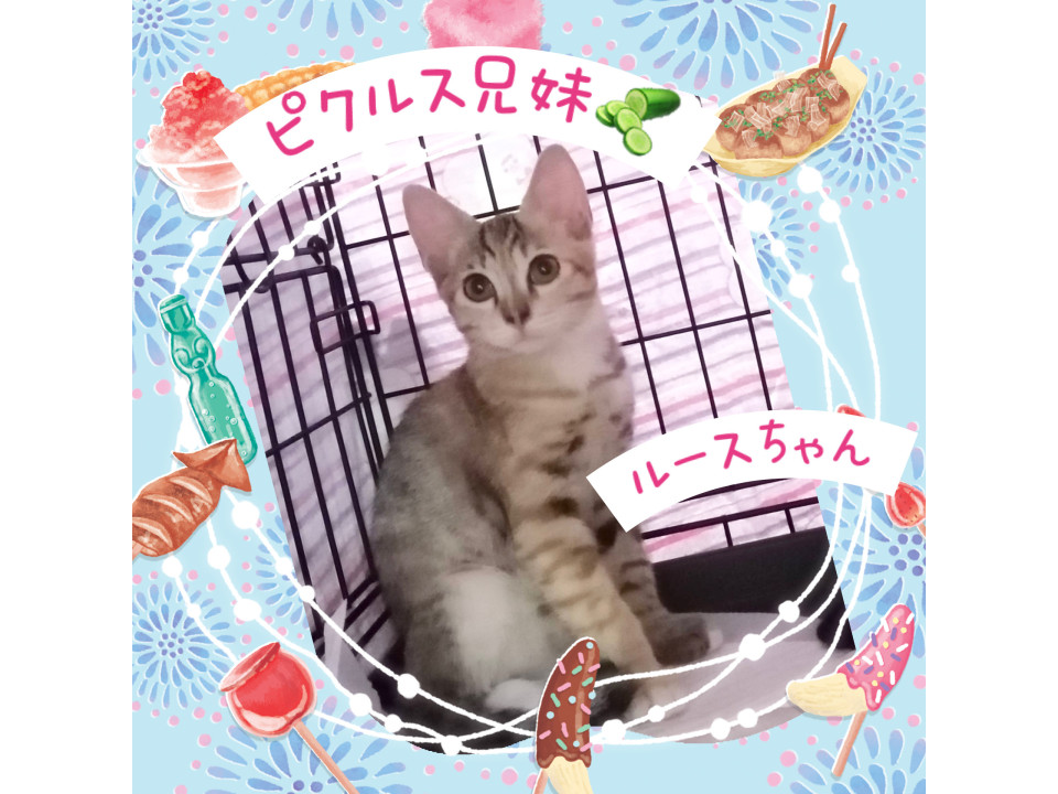 人懐っこくかわいい♡キッシユちゃん