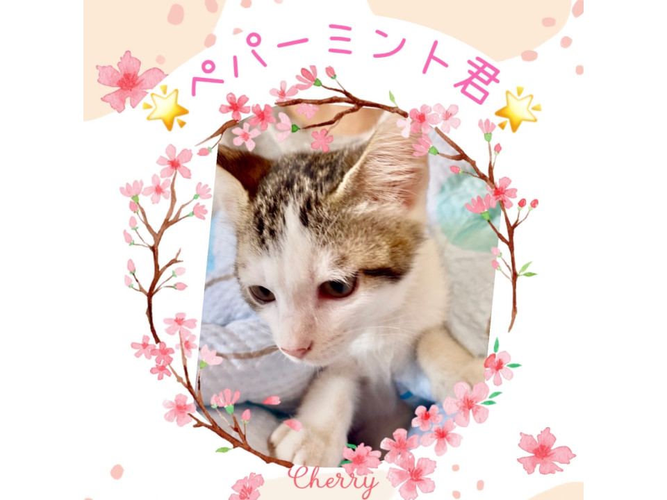 元気いっぱい人懐っこい♡ペパーミント君