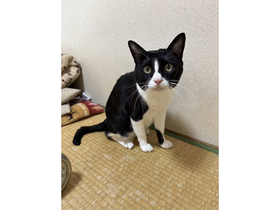 愛嬌たっぷりハチワレくん