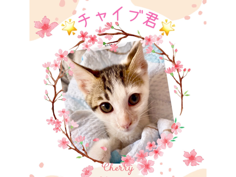 あまえんぼうで人懐っこい♡チャイブ君