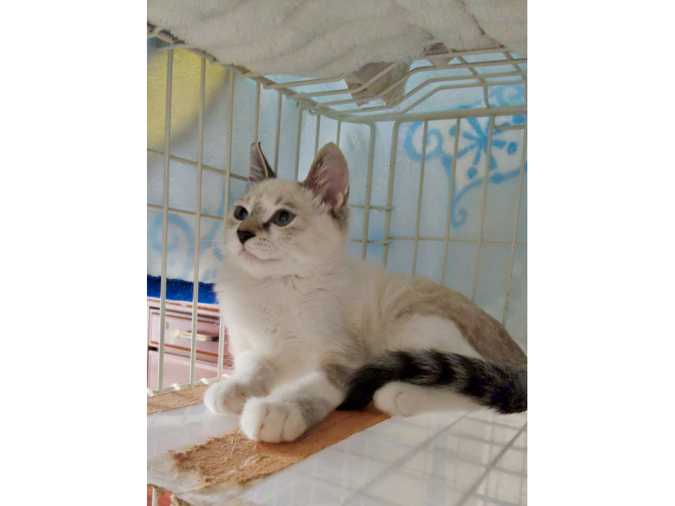 多頭現場にいた❣❣❣シャムカラーくん