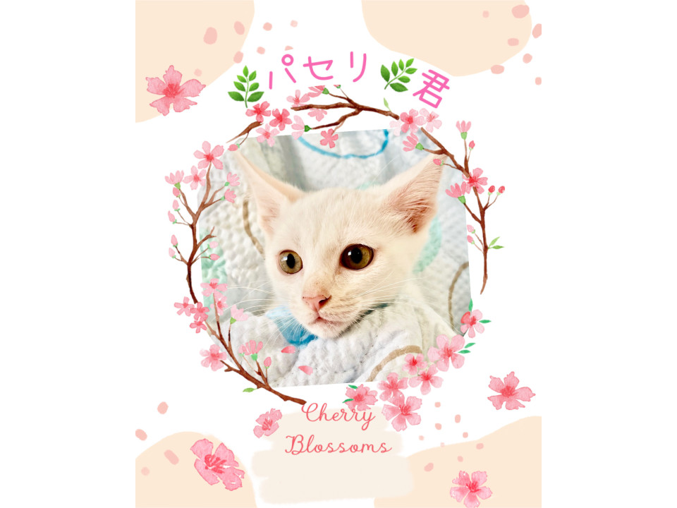 あまえんぼうで人懐っこい♡パセリ君