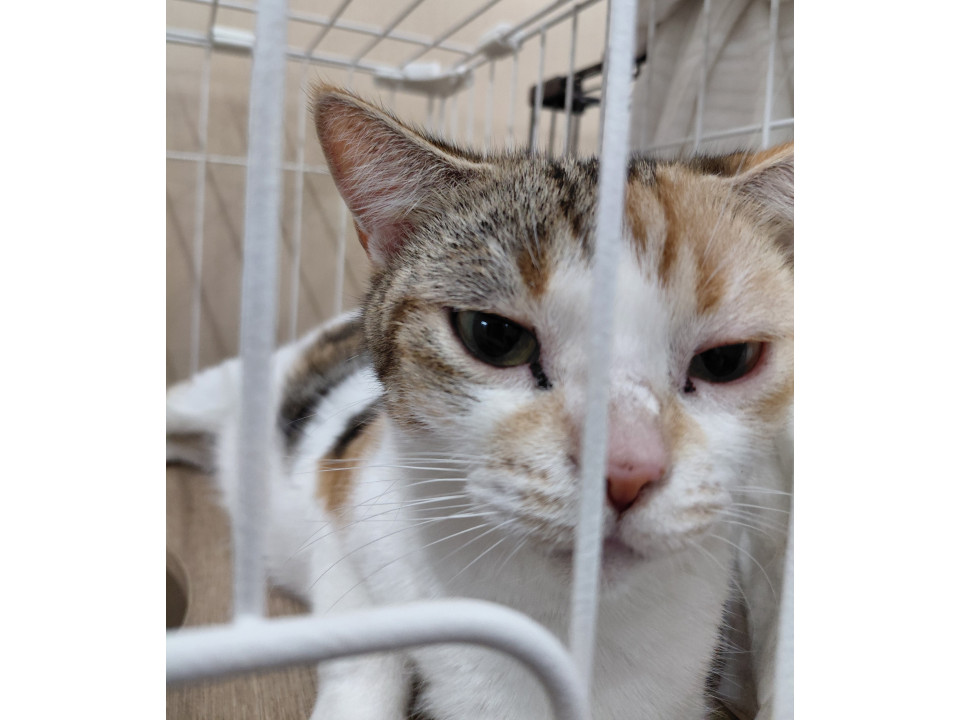 緊急代理投稿!! 多頭飼育崩壊
