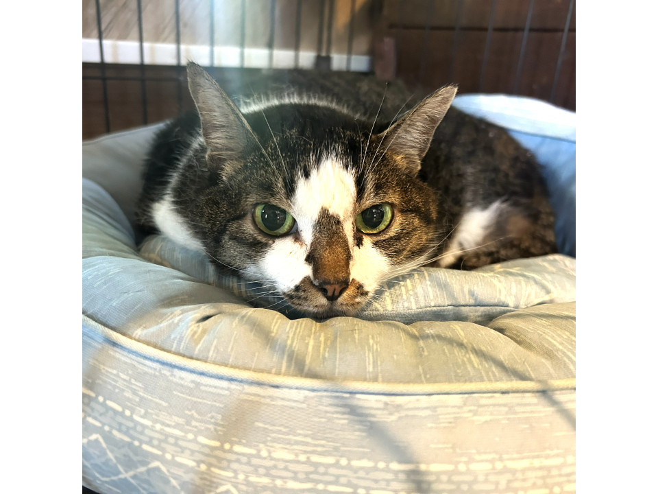 大人しくてぽっちゃり猫の『おはな』ちゃん