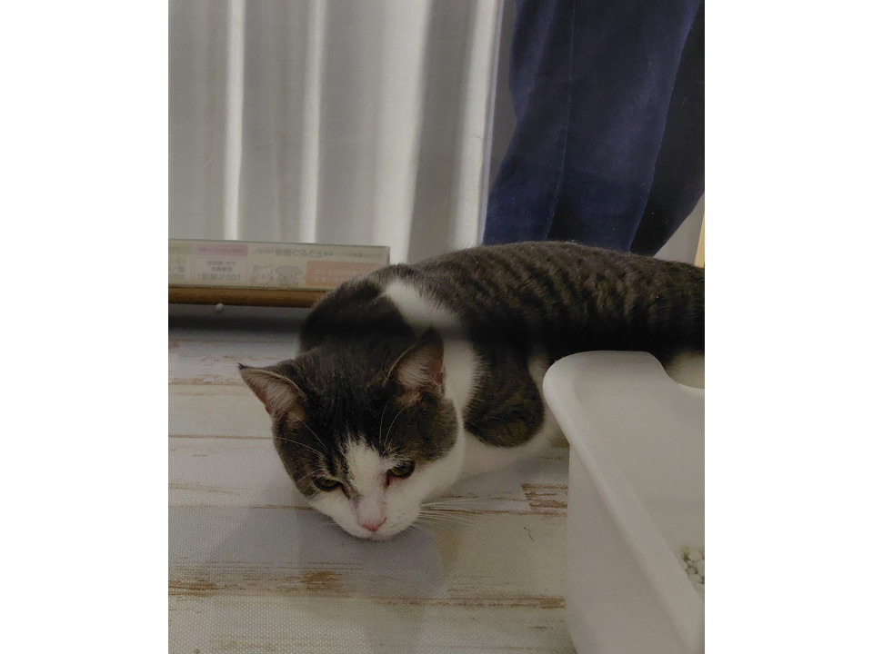 緊急代理投稿!! 多頭飼育崩壊