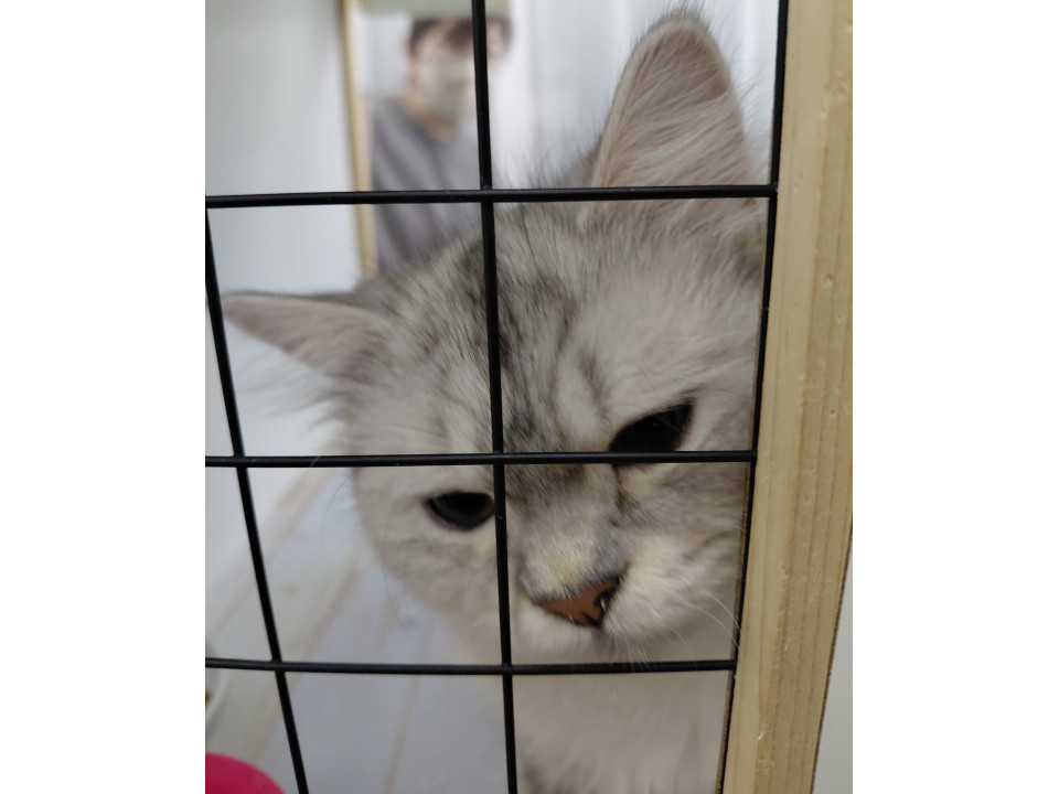 緊急代理投稿!! 多頭飼育崩壊