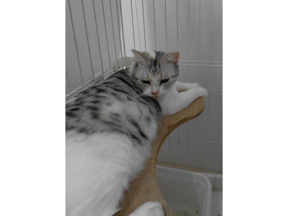緊急代理投稿!! 多頭飼育崩壊