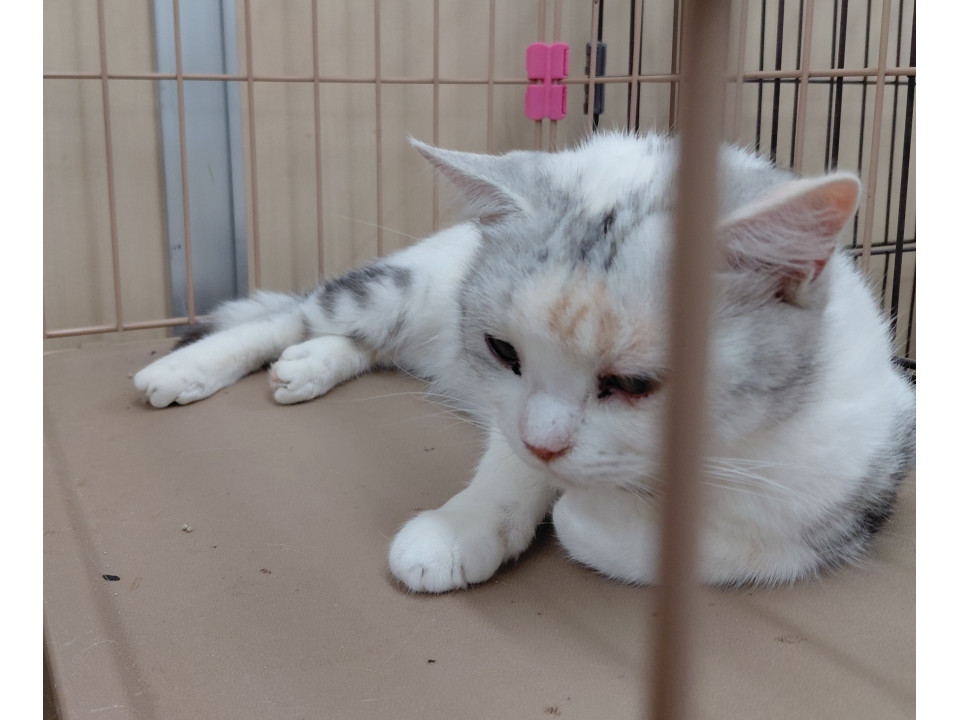 緊急代理投稿!! 多頭飼育崩壊