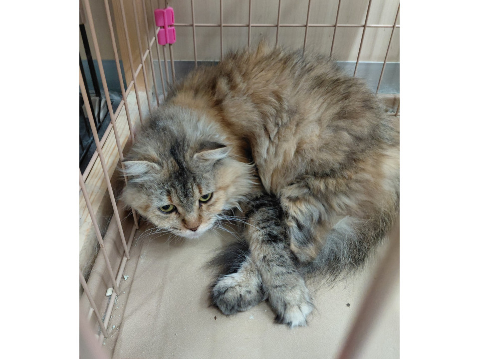 緊急代理投稿!! 多頭飼育崩壊