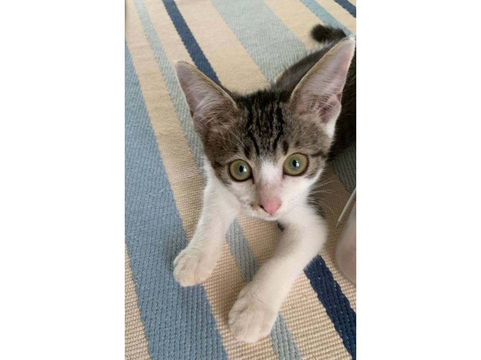 人慣ればっちりのあずきちゃん