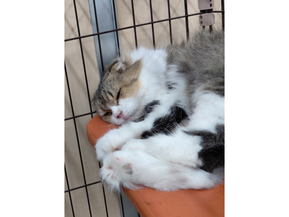 緊急代理投稿!! 多頭飼育崩壊
