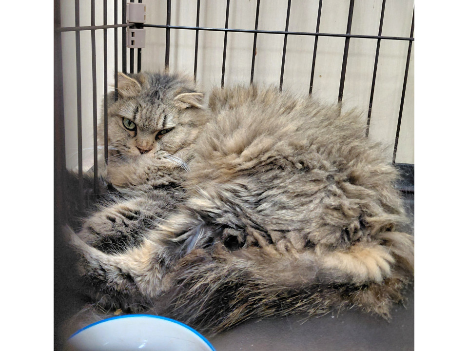 緊急代理投稿!! 多頭飼育崩壊