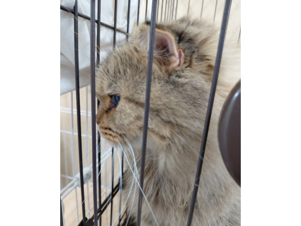 緊急代理投稿!! 多頭飼育崩壊