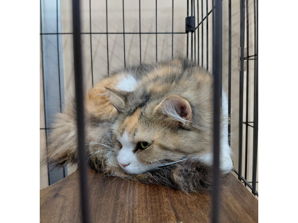 緊急代理投稿!! 多頭飼育崩壊
