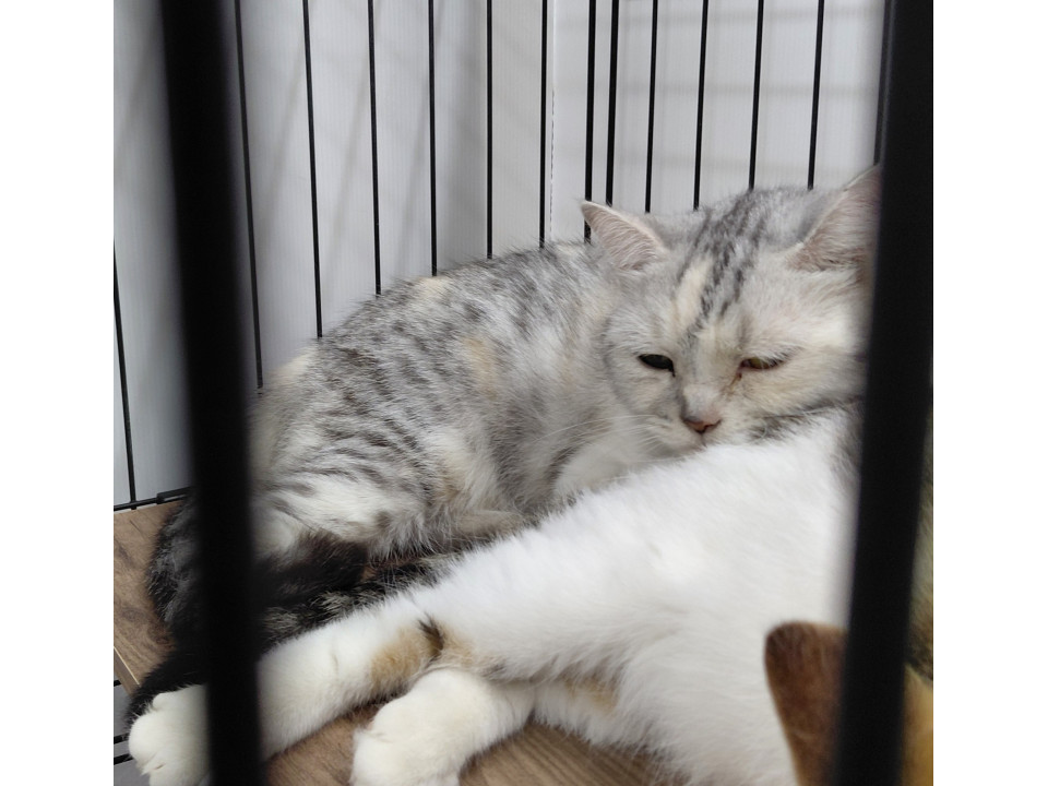 緊急代理投稿!! 多頭飼育崩壊