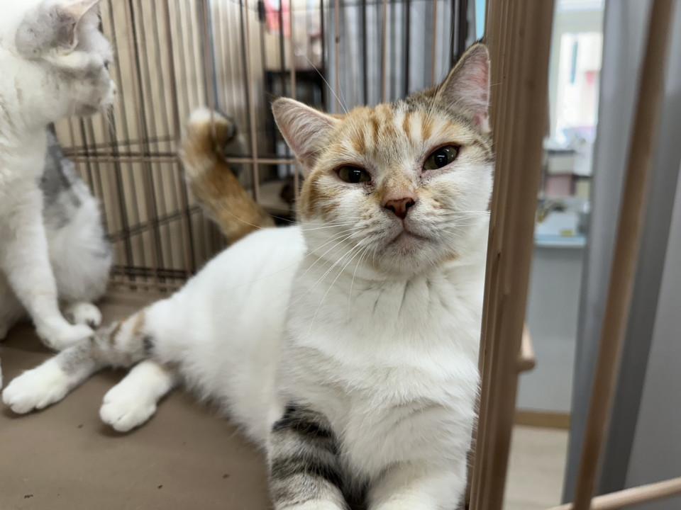 緊急代理投稿!! 多頭飼育崩壊