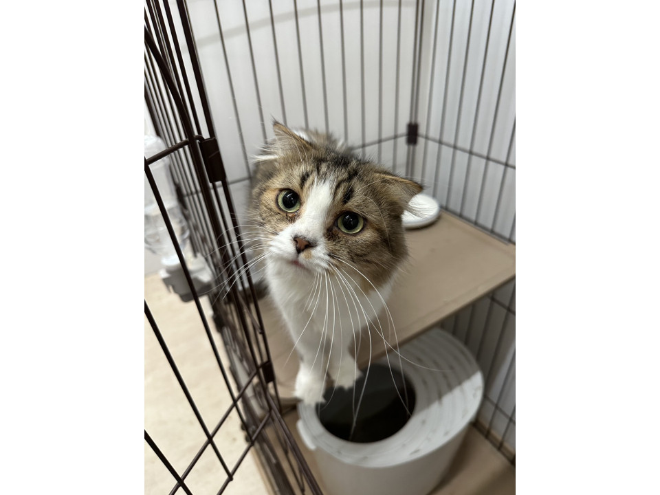 緊急代理投稿!! 多頭飼育崩壊