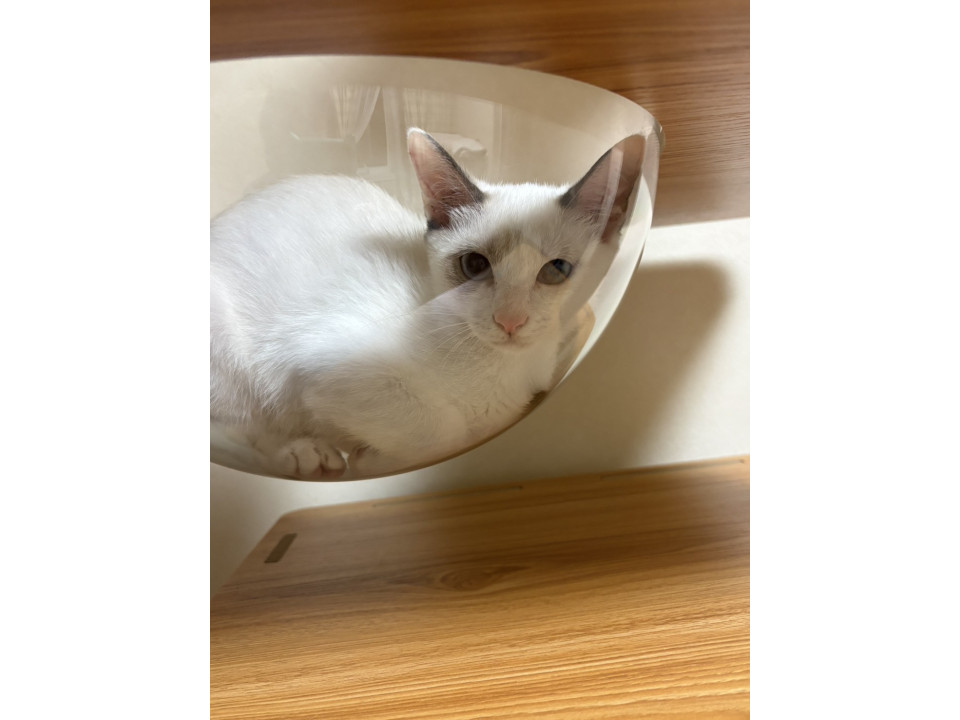 可愛いシャムミックス　メレンゲちゃん