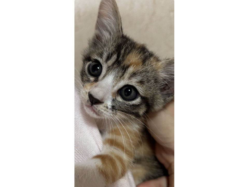可愛い美猫のキャリコ柄