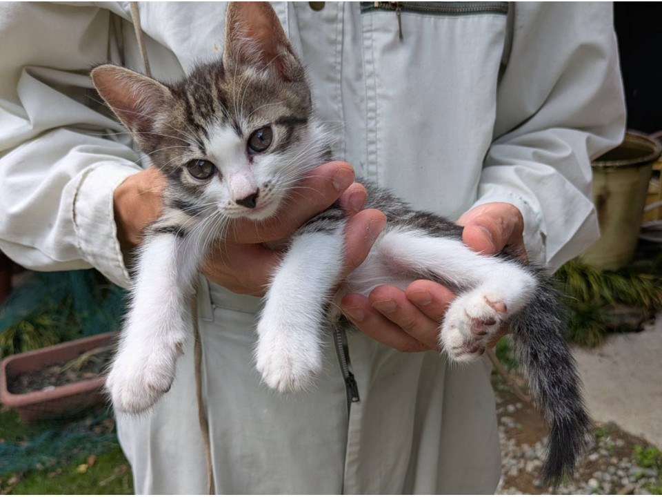 かわいい子猫ちゃん