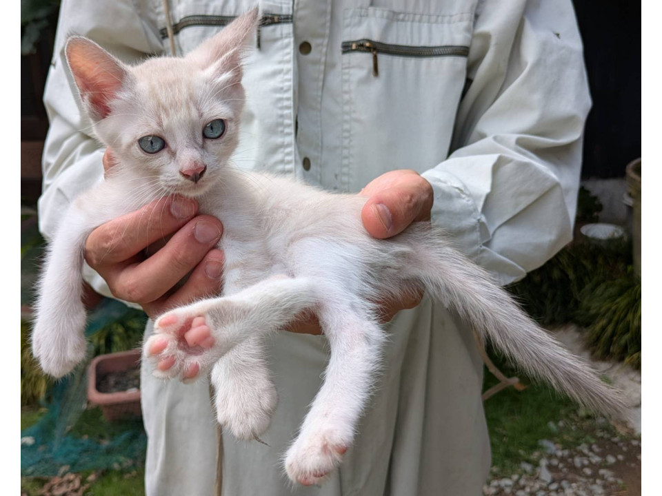 かわいい子猫ちゃん