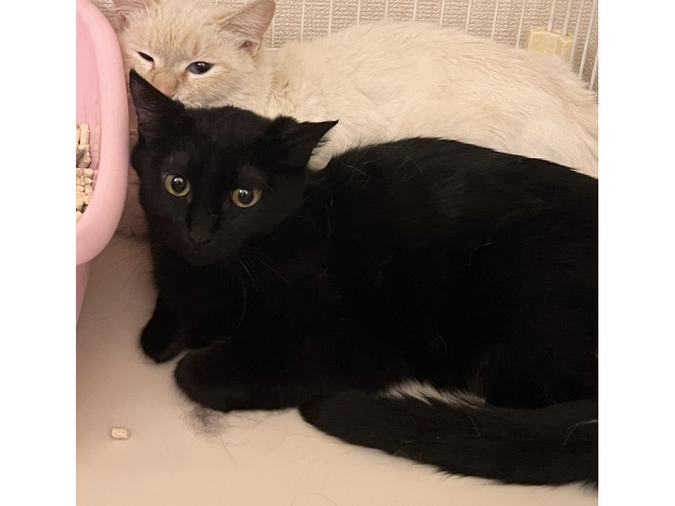 ジブリ顔！小柄な黒猫の男の子