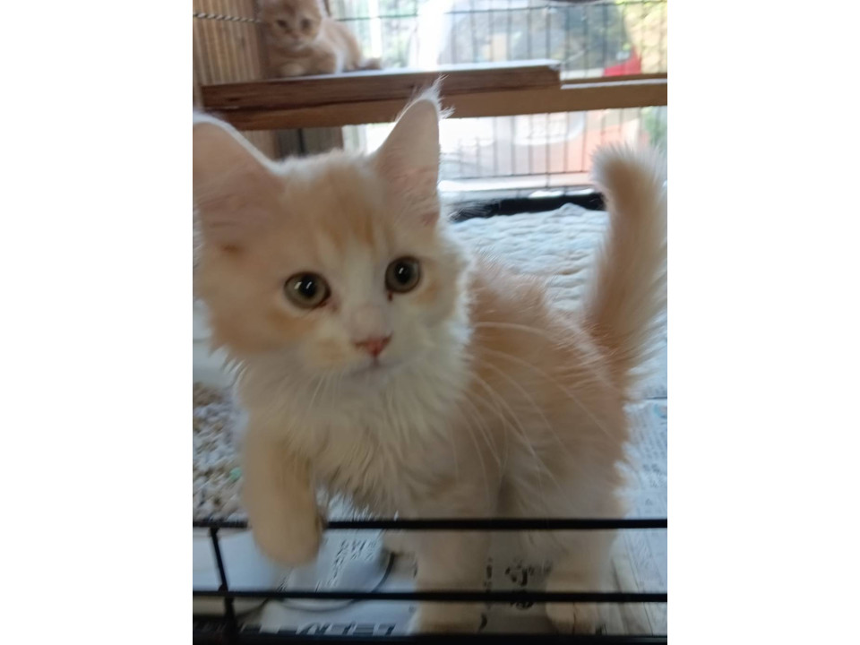 可愛い子猫ちゃんの里親募集