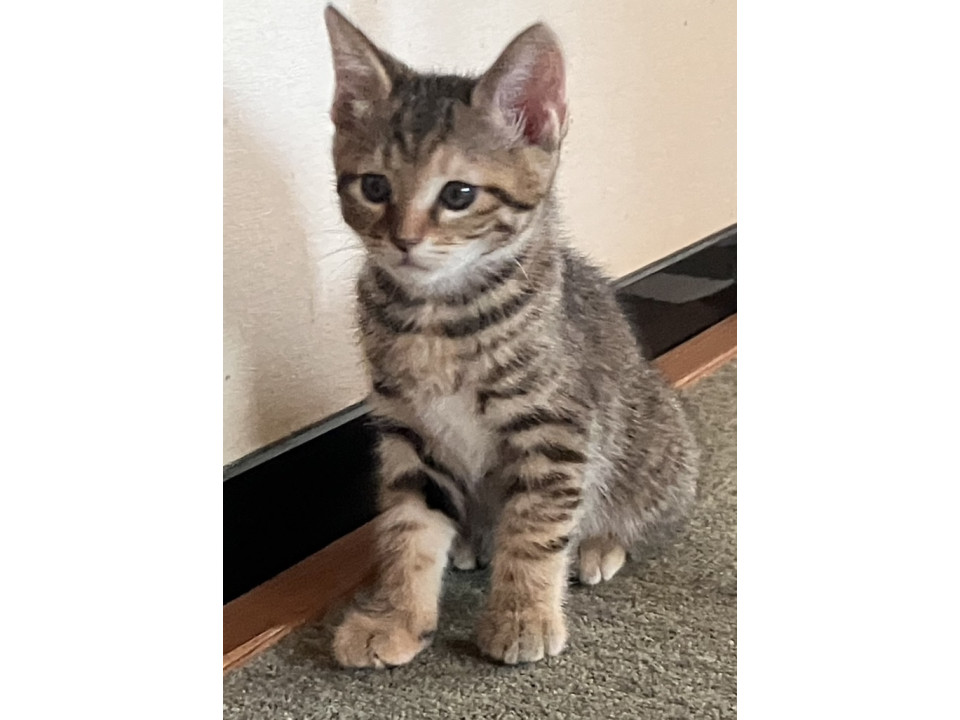 キジトラちゃん