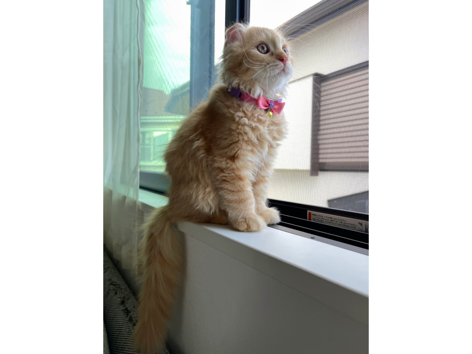 3歳のスコティッシュフォールド