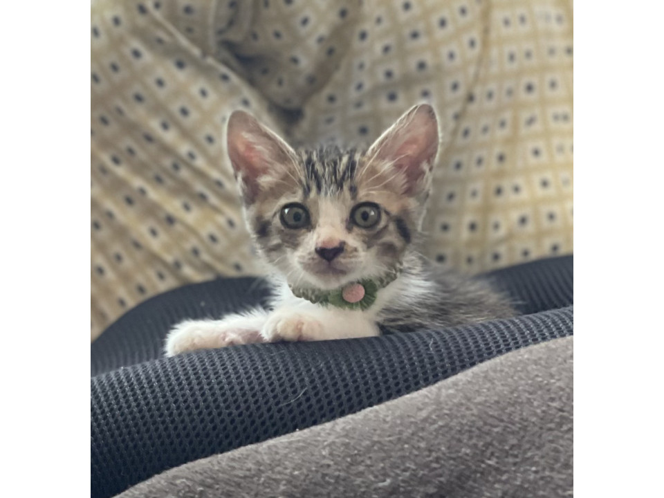瀕死の子猫奇跡の回復　里親募集