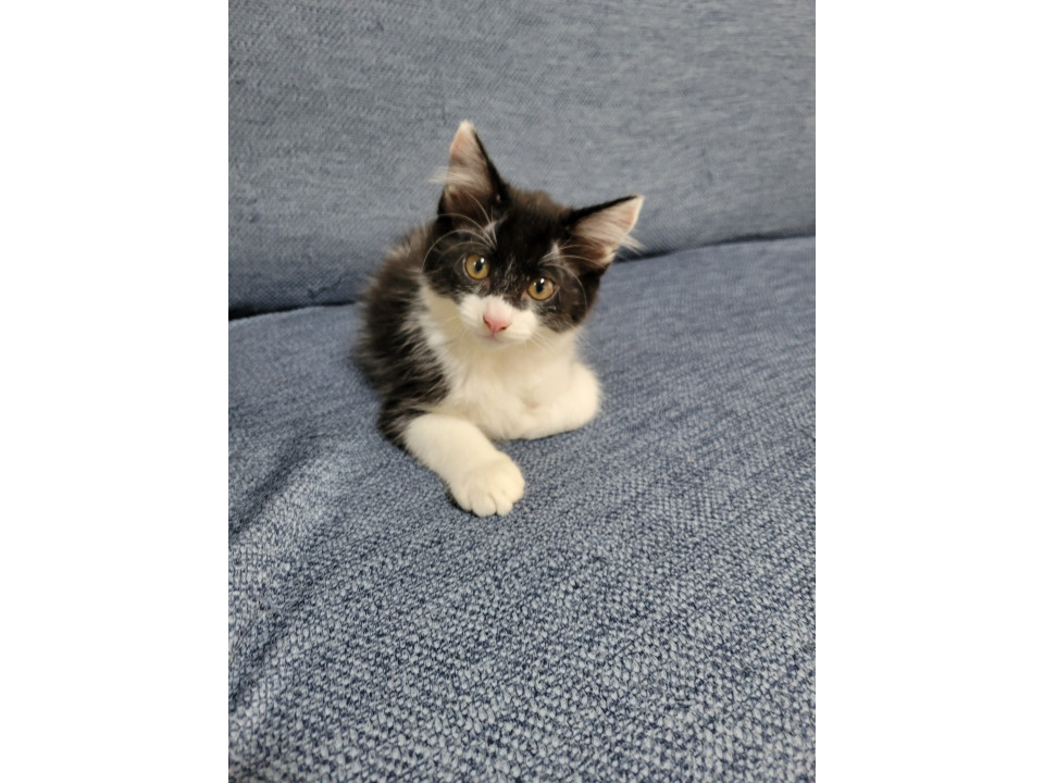 ボーダーコリーの犬に似た可愛い仔猫です。