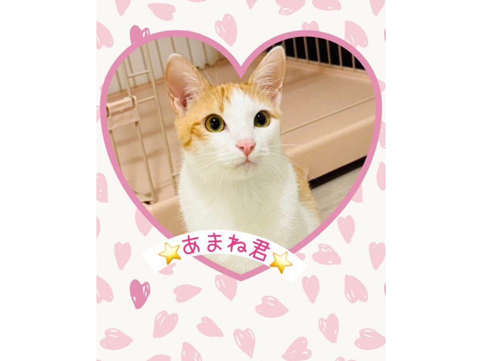 コロンとおなかをだして甘える優しい子♡