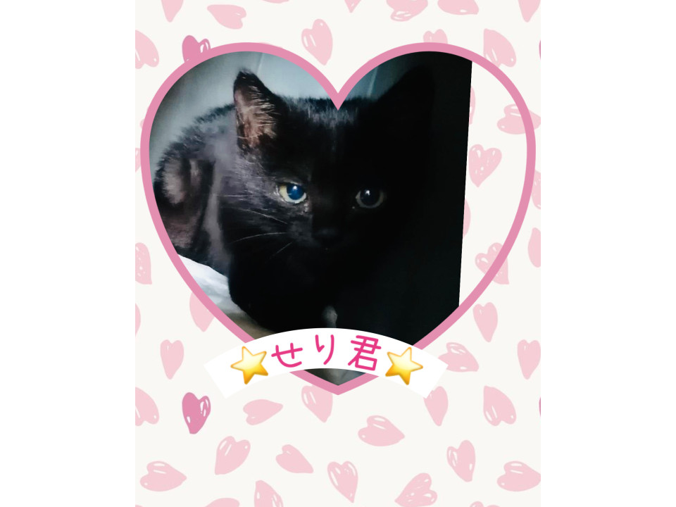 お目目くりりん♡せり君