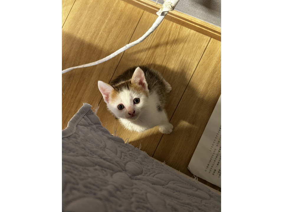 愛護センターからの子猫です