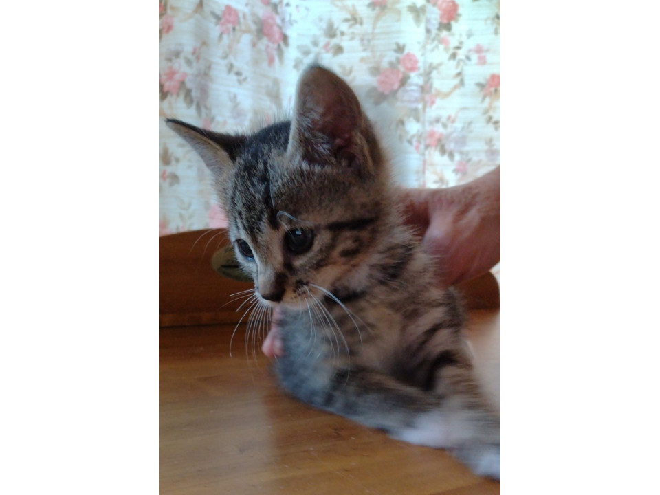 生後1か月くらいのキジシロの子猫です