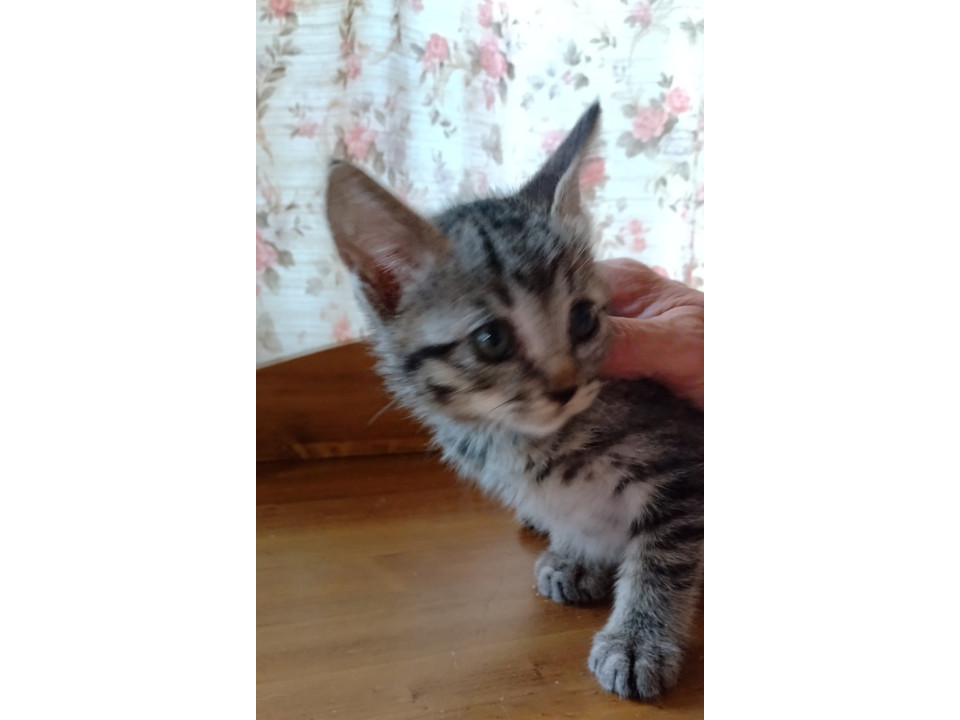 生後1か月くらいのキジトラの子猫です