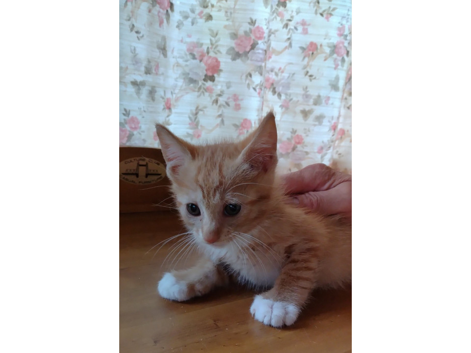 生後1か月くらいの茶シロの子猫です