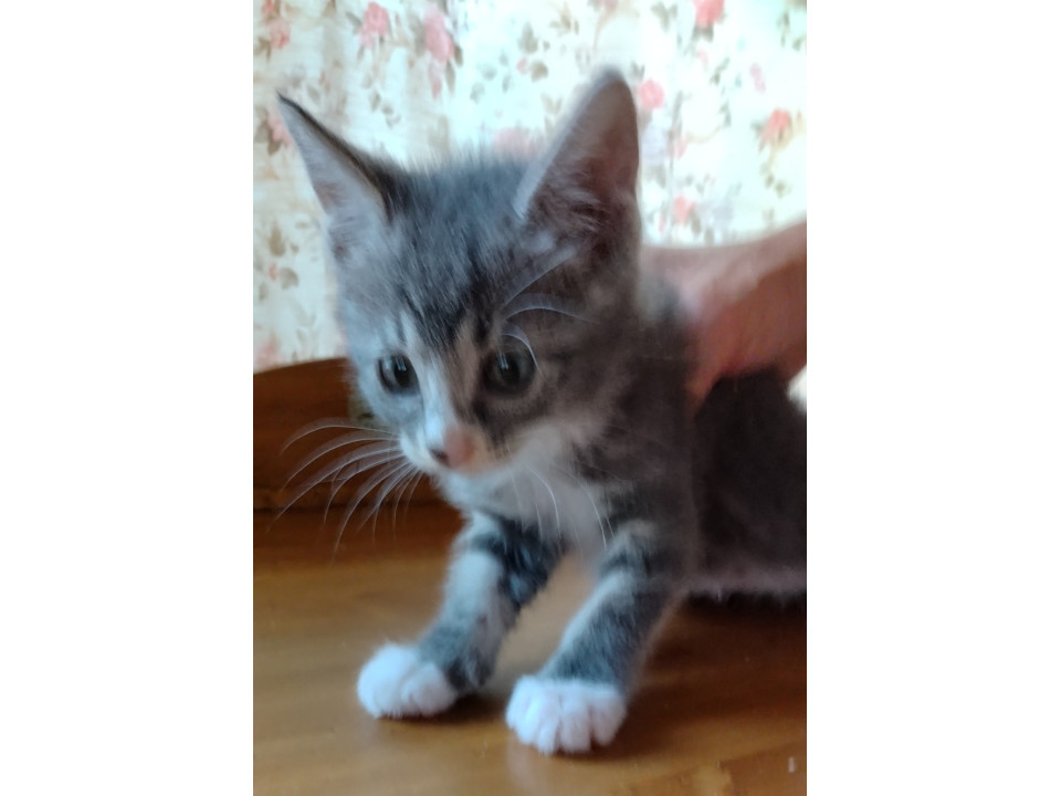 生後1か月くらいのグレー白の子猫です