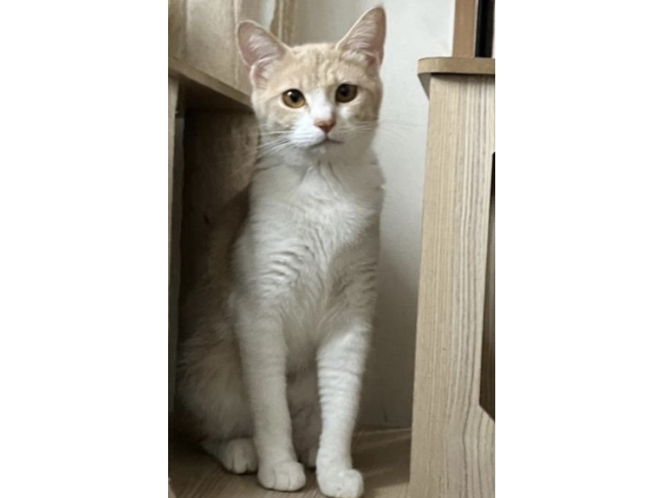 ✨美猫✨人慣れ修行中のクリームちゃん