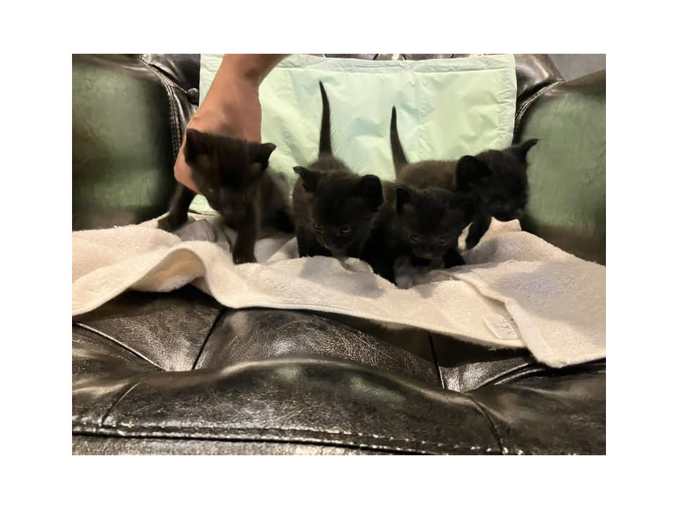 黒猫4兄弟の里親募集