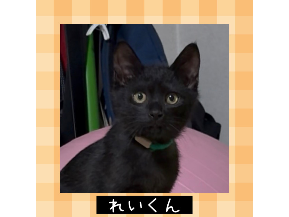 可愛い黒猫　れいくん