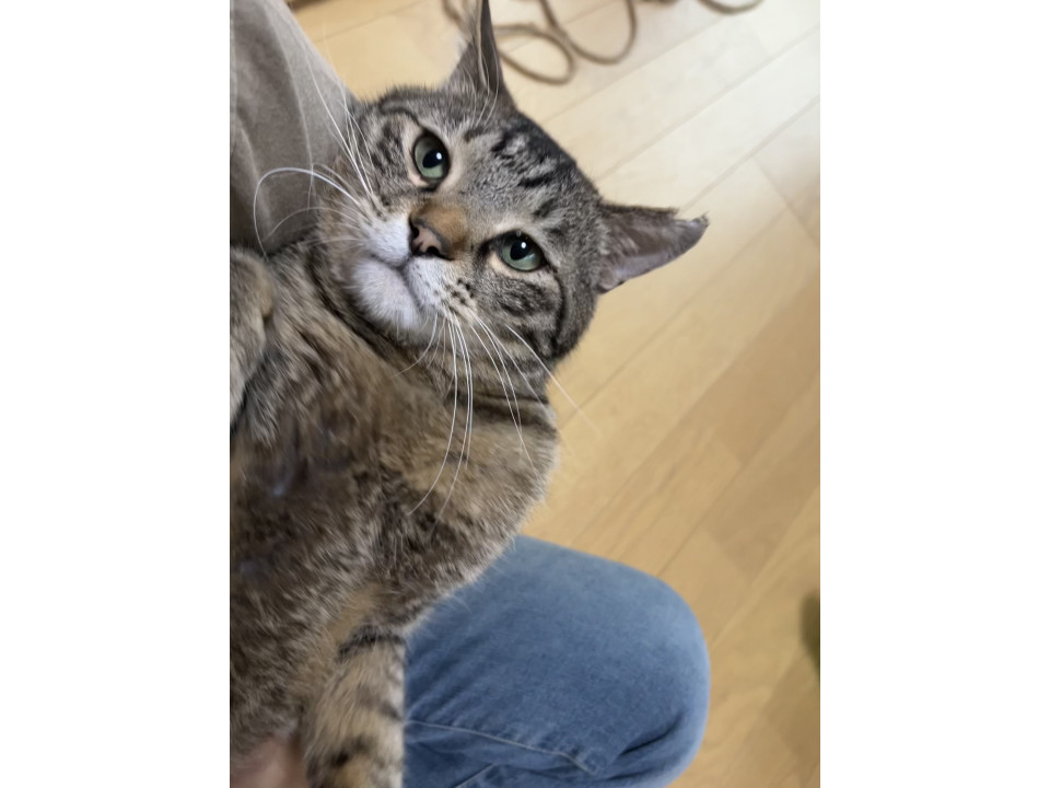 エアーふみふみが可愛い甘えん坊