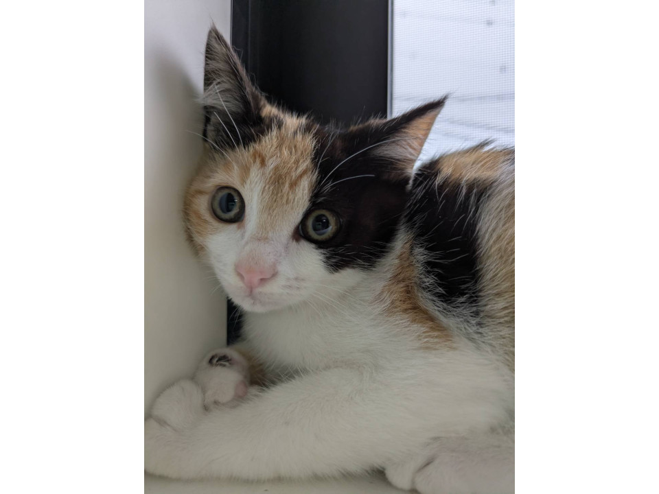 大人しめな三毛猫ちゃん