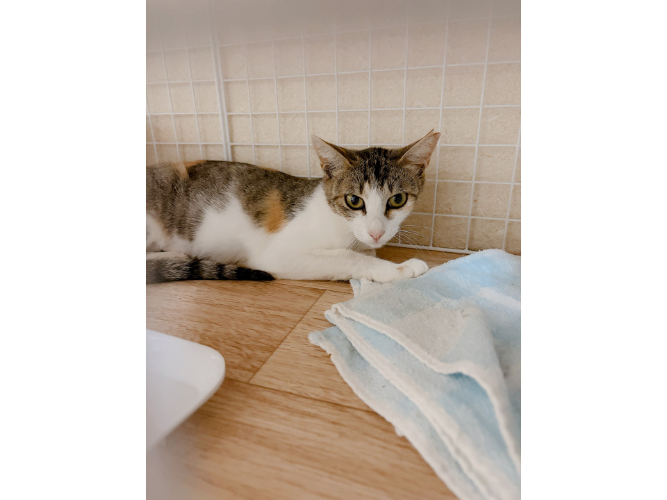 三毛猫