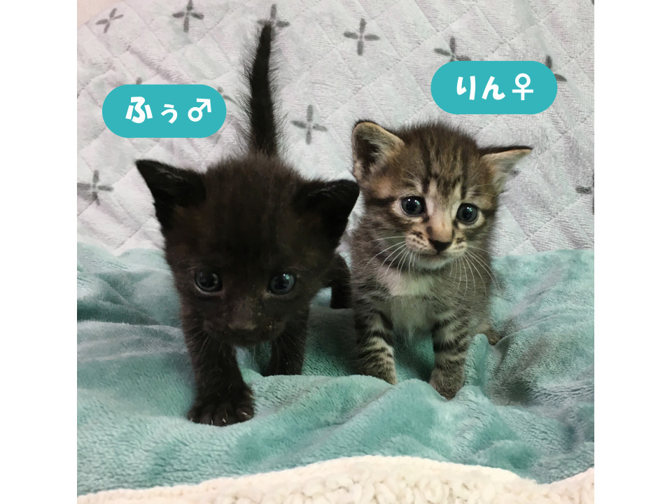 人間がママです❤風鈴兄妹『りん』１ヶ月