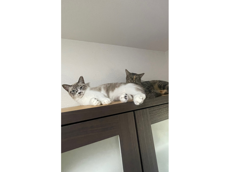 姉妹猫小柄なキジムギと可愛いシャム