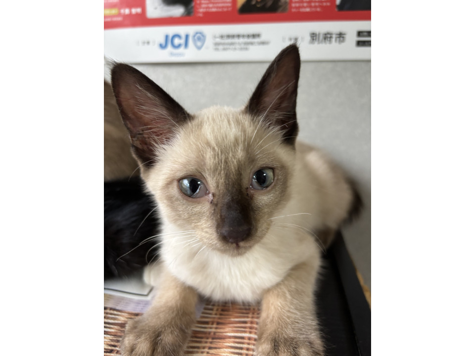おすましシャムの美猫ちゃん