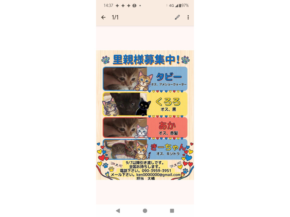 くろ、ブラウンタビー、赤毛、キジです。