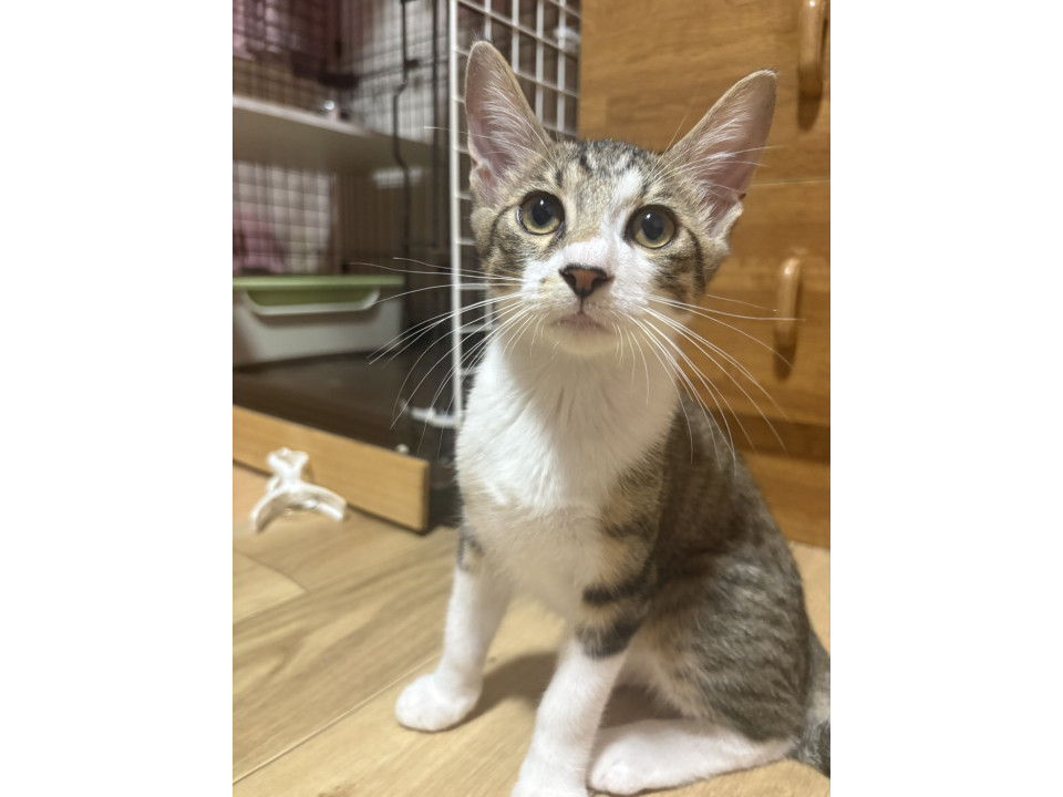 愛嬌抜群で、甘えん坊さん♡　スノウ♂